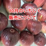 10月のいちじくの販売について