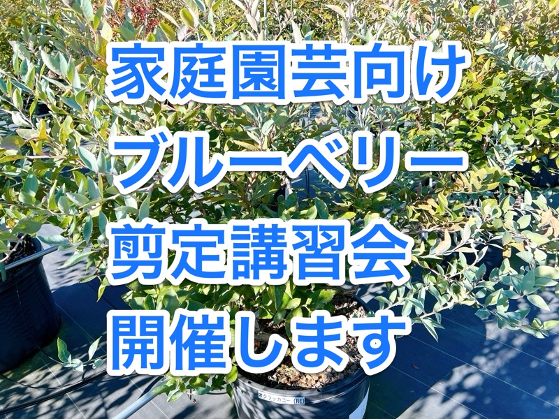 家庭園芸向けブルーベリー剪定講習会開催