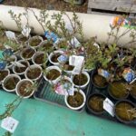 育てる楽しさを、あなたの暮らしに。ブルーベリー苗販売会開催3月14日