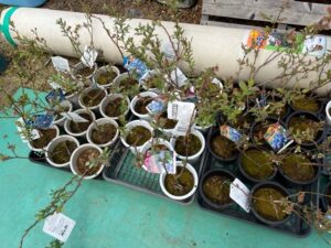 育てる楽しさを、あなたの暮らしに。ブルーベリー苗販売会開催3月14日