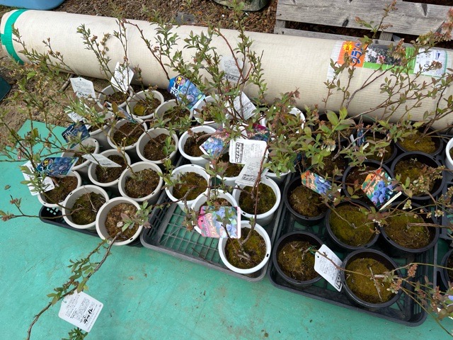 育てる楽しさを、あなたの暮らしに。ブルーベリー苗販売会開催3月14日