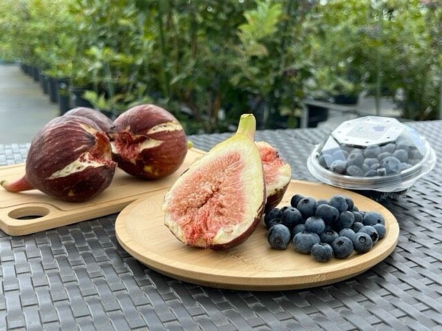 確認用　イチジク　ブルーベリー　バラ 確認用 イチジク ブルーベリー バラ