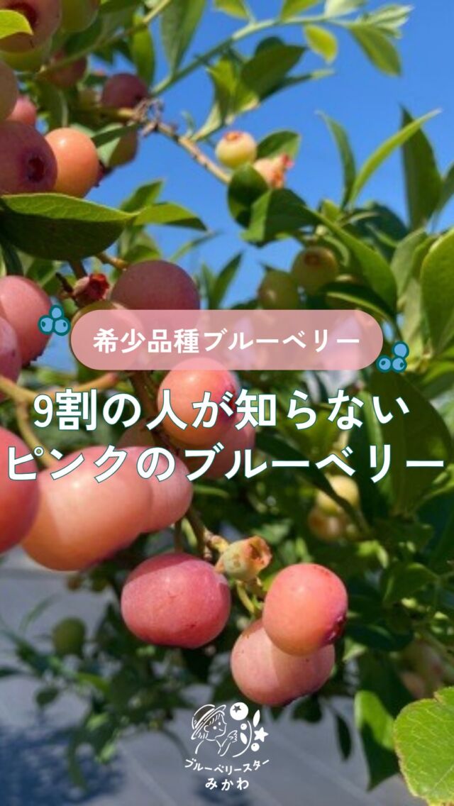 ピンクレモネード ハイブリッド系ブルーベリー